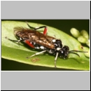 Macrophya punctumalbum - Blattwespe 03 9mm Deister.jpg